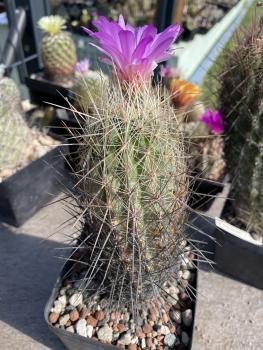 Thelocactus bicolor weiss